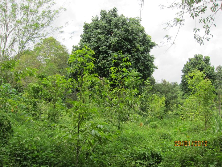 Kapur planted in ex cocoa area.JPG